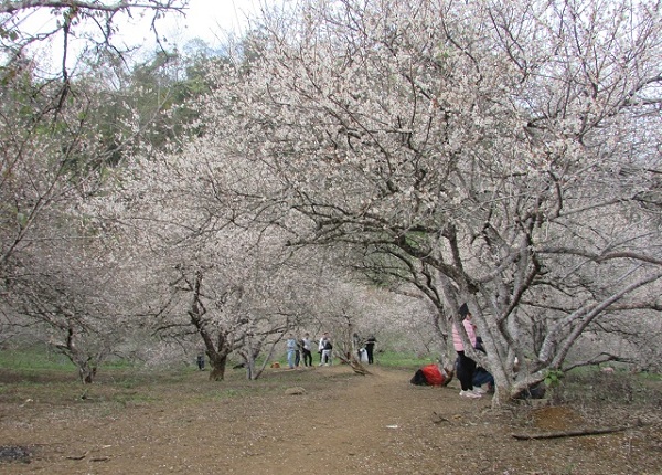 Ảnh: Ngỡ ngàng lạc vào thiên đường hoa trắng ở cao nguyên Mộc Châu