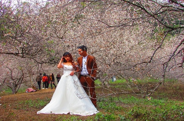 Ảnh: Ngỡ ngàng lạc vào thiên đường hoa trắng ở cao nguyên Mộc Châu