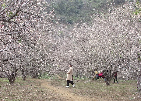Ảnh: Ngỡ ngàng lạc vào thiên đường hoa trắng ở cao nguyên Mộc Châu