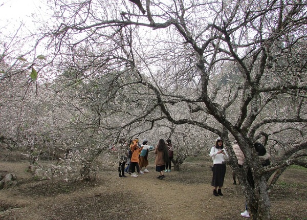 Ảnh: Ngỡ ngàng lạc vào thiên đường hoa trắng ở cao nguyên Mộc Châu