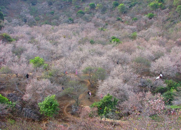 Ảnh: Ngỡ ngàng lạc vào thiên đường hoa trắng ở cao nguyên Mộc Châu