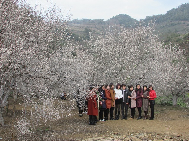 Ảnh: Ngỡ ngàng lạc vào thiên đường hoa trắng ở cao nguyên Mộc Châu