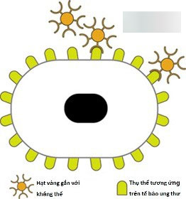 Uống hạt nano vàng: Không tác dụng chữa ung thư, thậm chí gây độc Uống hạt nano vàng: Không tác dụng chữa ung thư, thậm chí gây độc