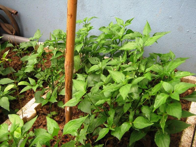 Mách chị em cách trồng rau ngót Nhật nhanh cho thu hoạch, ăn ngon lại siêu bổ dưỡng