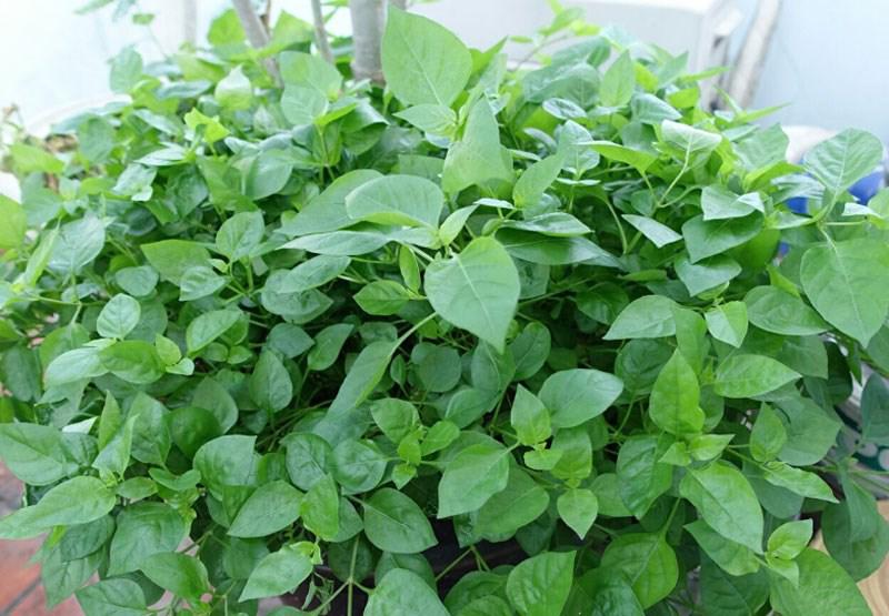 Mách chị em cách trồng rau ngót Nhật nhanh cho thu hoạch, ăn ngon lại siêu bổ dưỡng Mách chị em cách trồng rau ngót Nhật nhanh cho thu hoạch, ăn ngon lại siêu bổ dưỡng