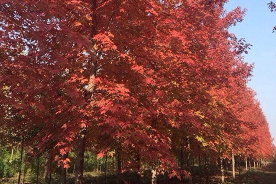 Chuyên gia nói gì về việc Hà Nội trồng phong lá đỏ?