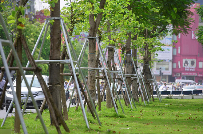 Hà Nội trồng cả trăm cây phong lá đỏ khi chưa thử nghiệm