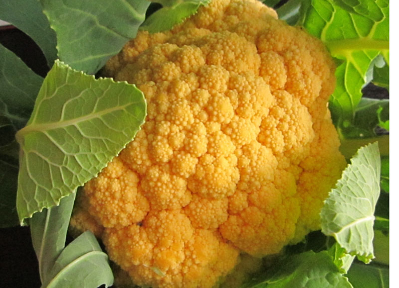 Dán mác hàng Nhật, cây súp lơ giá chát 250 ngàn