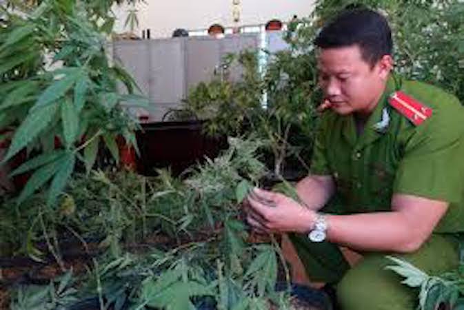 Vũng Tàu: Phát hiện một người nước ngoài trồng cây cần sa trong nhà Vũng Tàu: Phát hiện một người nước ngoài trồng cây cần sa trong nhà
