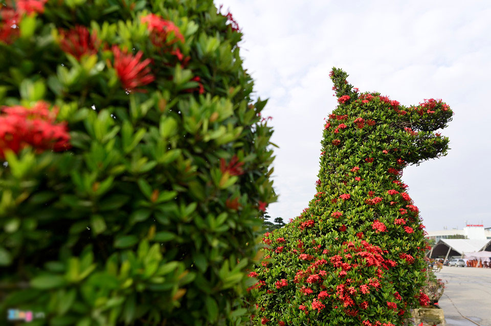 Cây cảnh hoa mẫu đơn hình chó 350 triệu một cặp ở Hà Nội