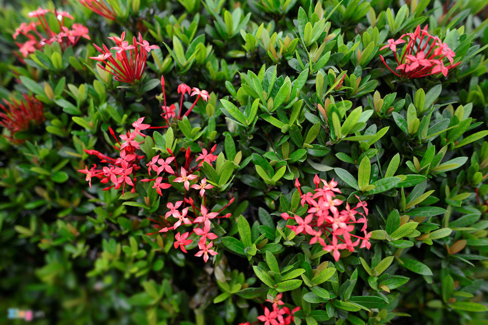 Cây cảnh hoa mẫu đơn hình chó 350 triệu một cặp ở Hà Nội