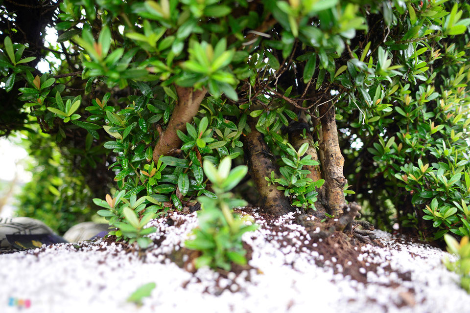 Cây cảnh hoa mẫu đơn hình chó 350 triệu một cặp ở Hà Nội