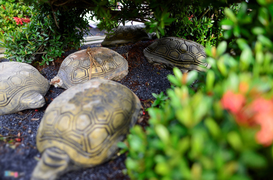 Cây cảnh hoa mẫu đơn hình chó 350 triệu một cặp ở Hà Nội