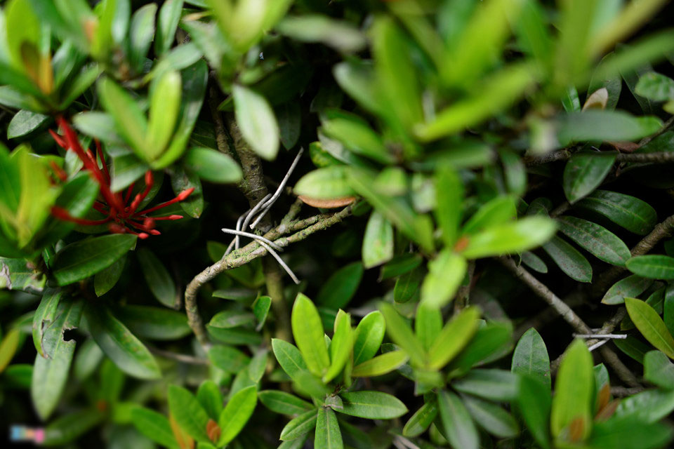 Cây cảnh hoa mẫu đơn hình chó 350 triệu một cặp ở Hà Nội