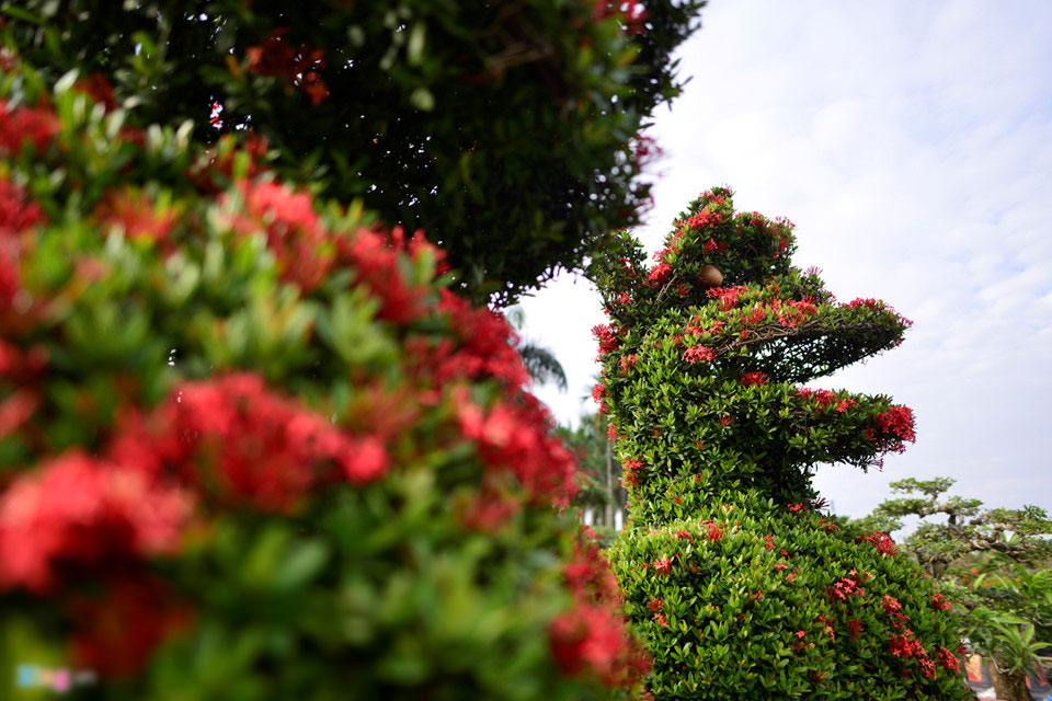 Cây cảnh hoa mẫu đơn hình chó 350 triệu một cặp ở Hà Nội