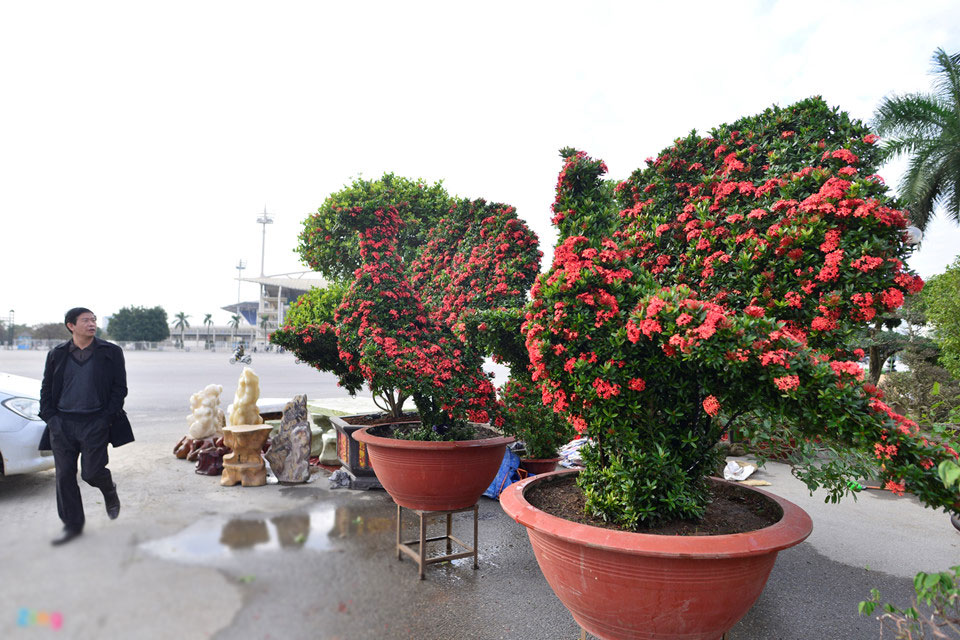 Cây cảnh hoa mẫu đơn hình chó 350 triệu một cặp ở Hà Nội