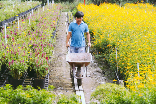 Không thể tin nổi giữa Sài Gòn có cánh đồng hoa đẹp đến thế!