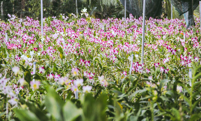 Không thể tin nổi giữa Sài Gòn có cánh đồng hoa đẹp đến thế!