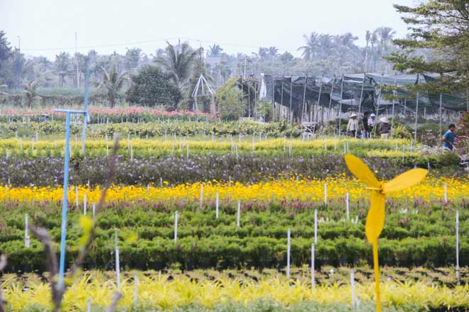 Không thể tin nổi giữa Sài Gòn có cánh đồng hoa đẹp đến thế!