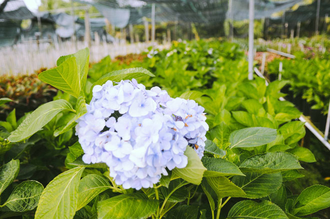 Không thể tin nổi giữa Sài Gòn có cánh đồng hoa đẹp đến thế! Không thể tin nổi giữa Sài Gòn có cánh đồng hoa đẹp đến thế!