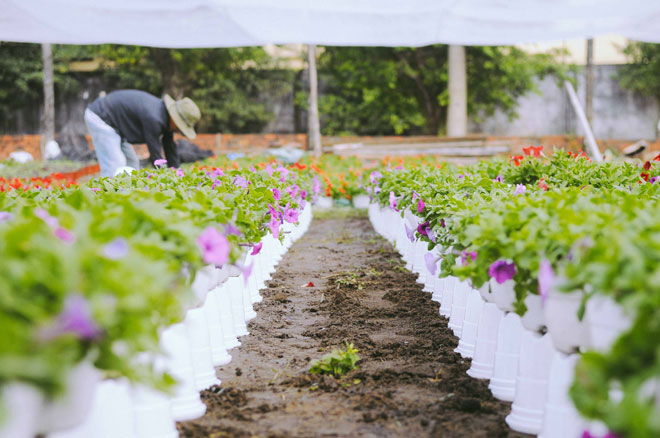 Không thể tin nổi giữa Sài Gòn có cánh đồng hoa đẹp đến thế!