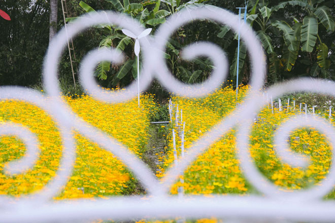 Không thể tin nổi giữa Sài Gòn có cánh đồng hoa đẹp đến thế!