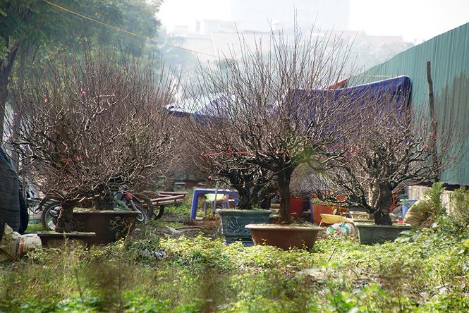 Đào cổ thụ Nhật Tân lên chậu sẵn sàng đón Tết