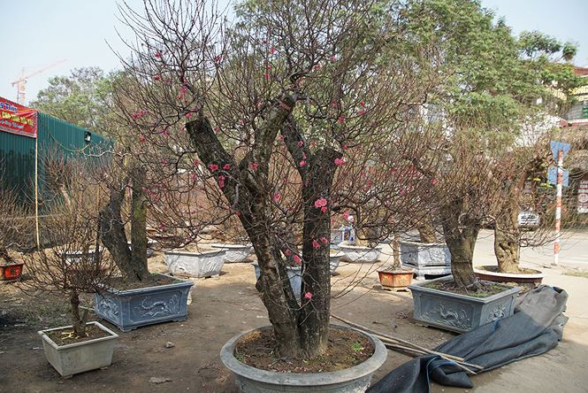 Đào cổ thụ Nhật Tân lên chậu sẵn sàng đón Tết