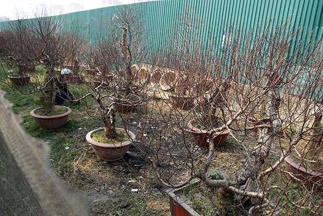 Đào cổ thụ Nhật Tân lên chậu sẵn sàng đón Tết Đào cổ thụ Nhật Tân lên chậu sẵn sàng đón Tết
