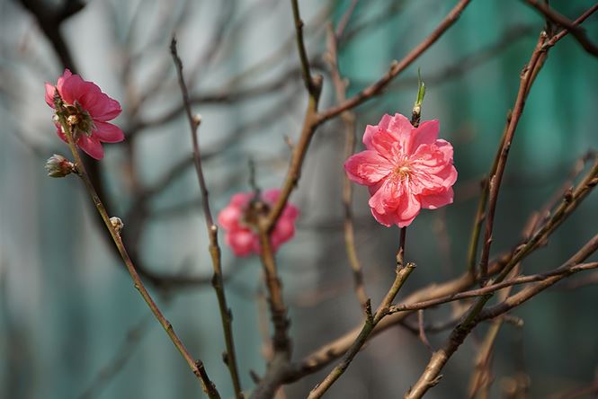 Đào cổ thụ Nhật Tân lên chậu sẵn sàng đón Tết Đào cổ thụ Nhật Tân lên chậu sẵn sàng đón Tết