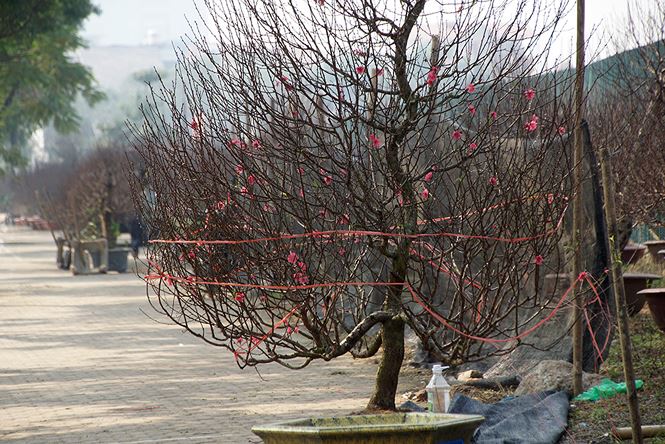 Đào cổ thụ Nhật Tân lên chậu sẵn sàng đón Tết Đào cổ thụ Nhật Tân lên chậu sẵn sàng đón Tết