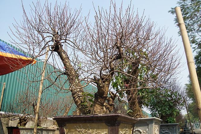 Đào cổ thụ Nhật Tân lên chậu sẵn sàng đón Tết