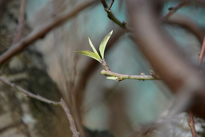 Đào cổ thụ Nhật Tân lên chậu sẵn sàng đón Tết