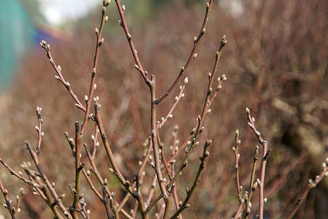 Đào cổ thụ Nhật Tân lên chậu sẵn sàng đón Tết