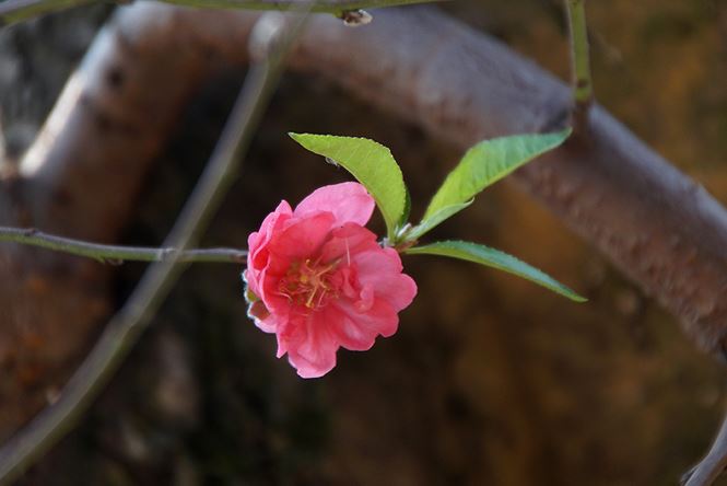 Đào cổ thụ Nhật Tân lên chậu sẵn sàng đón Tết Đào cổ thụ Nhật Tân lên chậu sẵn sàng đón Tết