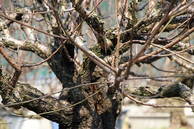 Đào cổ thụ Nhật Tân lên chậu sẵn sàng đón Tết