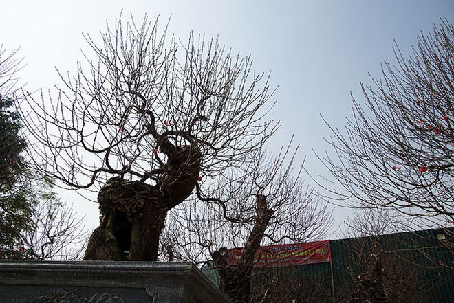 Đào cổ thụ Nhật Tân lên chậu sẵn sàng đón Tết