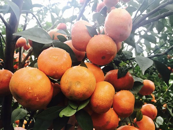 Bán 3 tấn cam: Chị gái công sở dư tiền ăn Tết, mua con SH