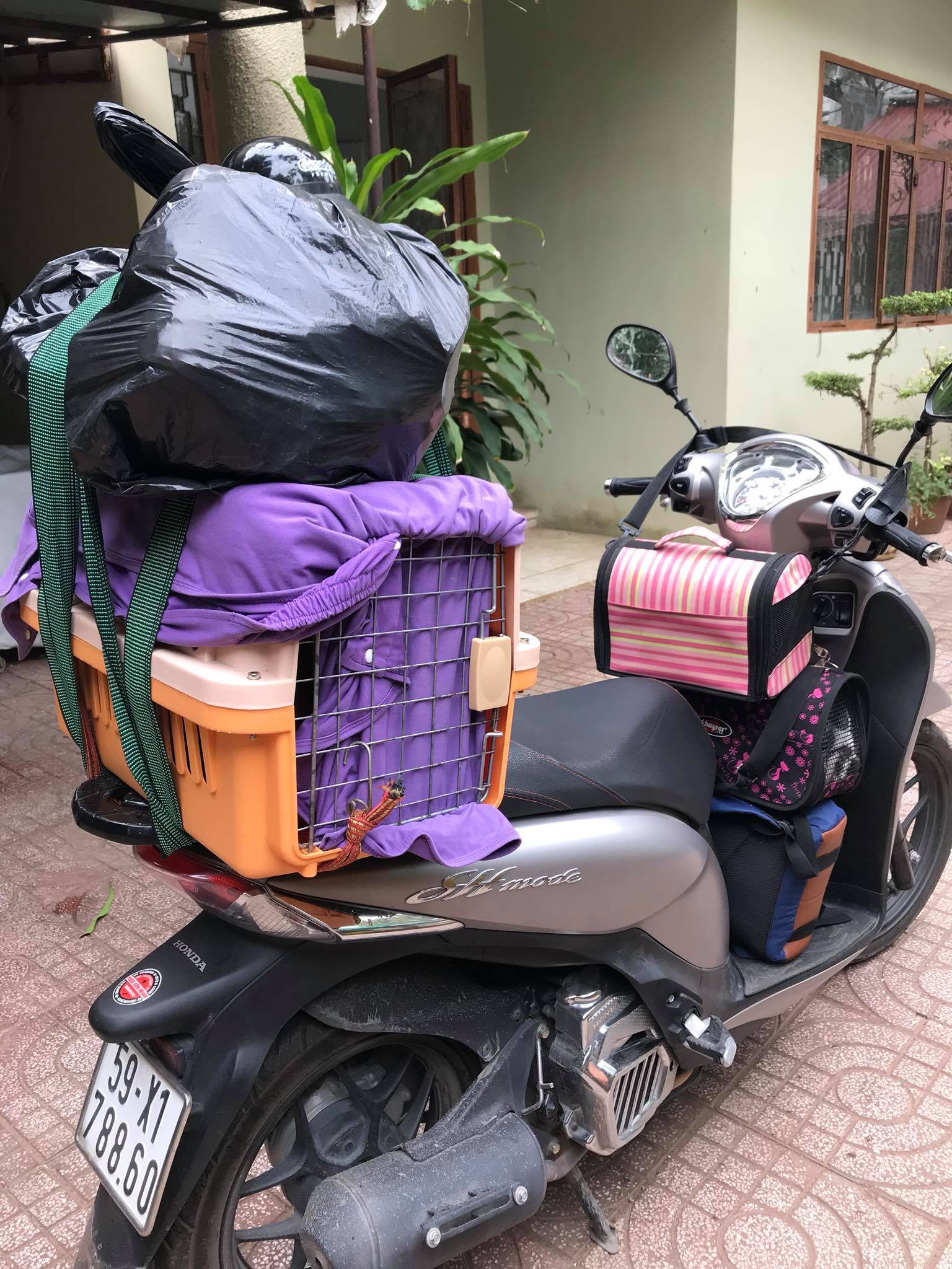 Vợ chồng trẻ ở Sài Gòn vượt cả trăm km, đưa chú chó bị chém đứt đôi mặt đi chữa trị