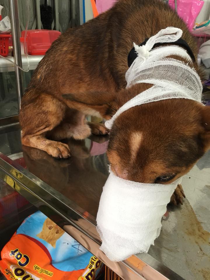 Vợ chồng trẻ ở Sài Gòn vượt cả trăm km, đưa chú chó bị chém đứt đôi mặt đi chữa trị