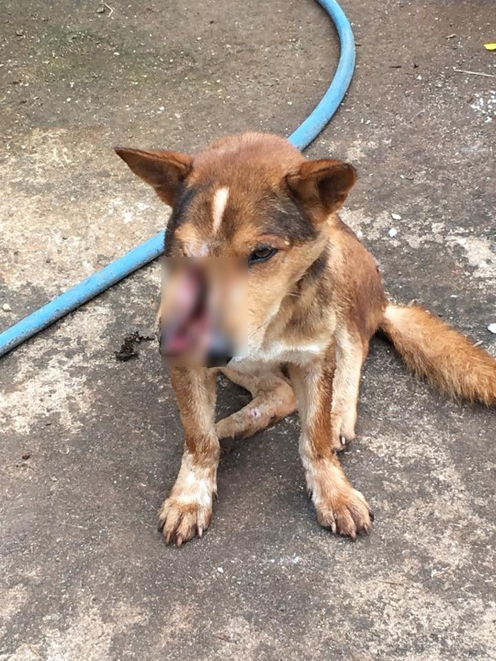 Vợ chồng trẻ ở Sài Gòn vượt cả trăm km, đưa chú chó bị chém đứt đôi mặt đi chữa trị