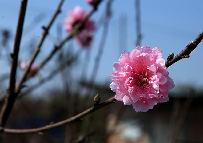 Cách chọn và chăm đào nhiều hoa, nở đúng dịp Tết bất chấp thời tiết thất thường