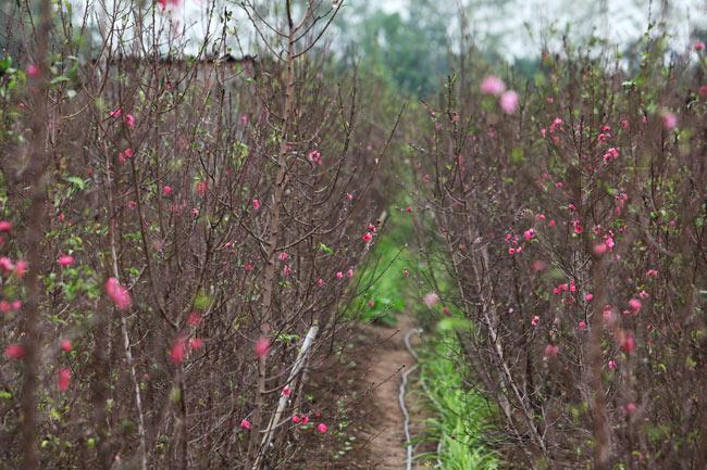Cách chọn và chăm đào nhiều hoa, nở đúng dịp Tết bất chấp thời tiết thất thường