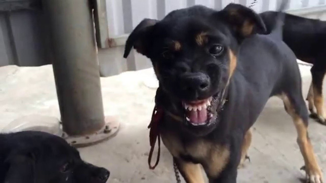 Bé trai 8 tuổi bị chó cắn thủng mắt, bố mẹ nhìn thấy nhưng không kịp trở tay