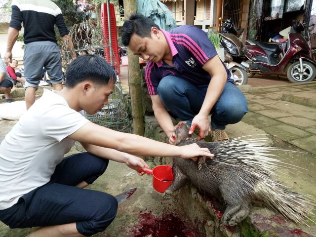 U23 Việt Nam vs U23 Qatar: Gia đình Tiến Dũng mổ lợn, thịt nhím đãi cả làng