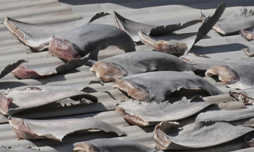 Vây cá mập tại Đại sứ quán Việt Nam ở Chile được mua ở chợ