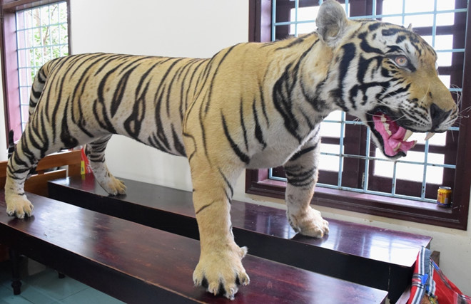 Ôtô khách chở bộ da hổ nhồi bông trái phép vào Sài Gòn