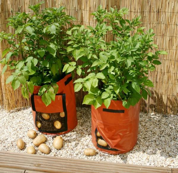 Chẳng cần vườn rộng cũng trồng được hàng cân khoai tây trong túi nilon, bao tải tại nhà Chẳng cần vườn rộng cũng trồng được hàng cân khoai tây trong túi nilon, bao tải tại nhà