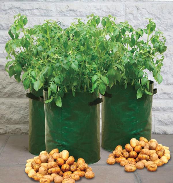 Chẳng cần vườn rộng cũng trồng được hàng cân khoai tây trong túi nilon, bao tải tại nhà Chẳng cần vườn rộng cũng trồng được hàng cân khoai tây trong túi nilon, bao tải tại nhà
