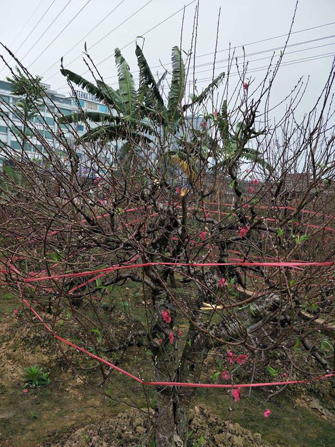 Vườn đào trị giá hàng trăm triệu bỗng nhiên bị kẻ lạ phá hoại khiến nông dân mất Tết Vườn đào trị giá hàng trăm triệu bỗng nhiên bị kẻ lạ phá hoại khiến nông dân mất Tết